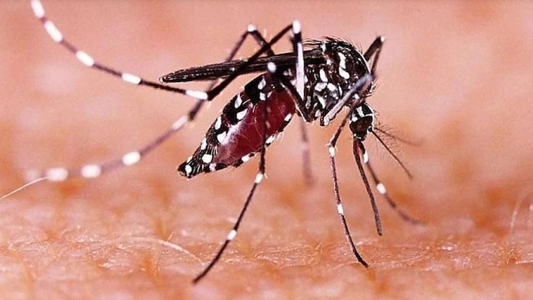 Zika Virus: लखनऊ में मिला एक और जीका वायरस का केस, फॉगिंग और एंटीलार्वा का किया जा रहा छिड़काव