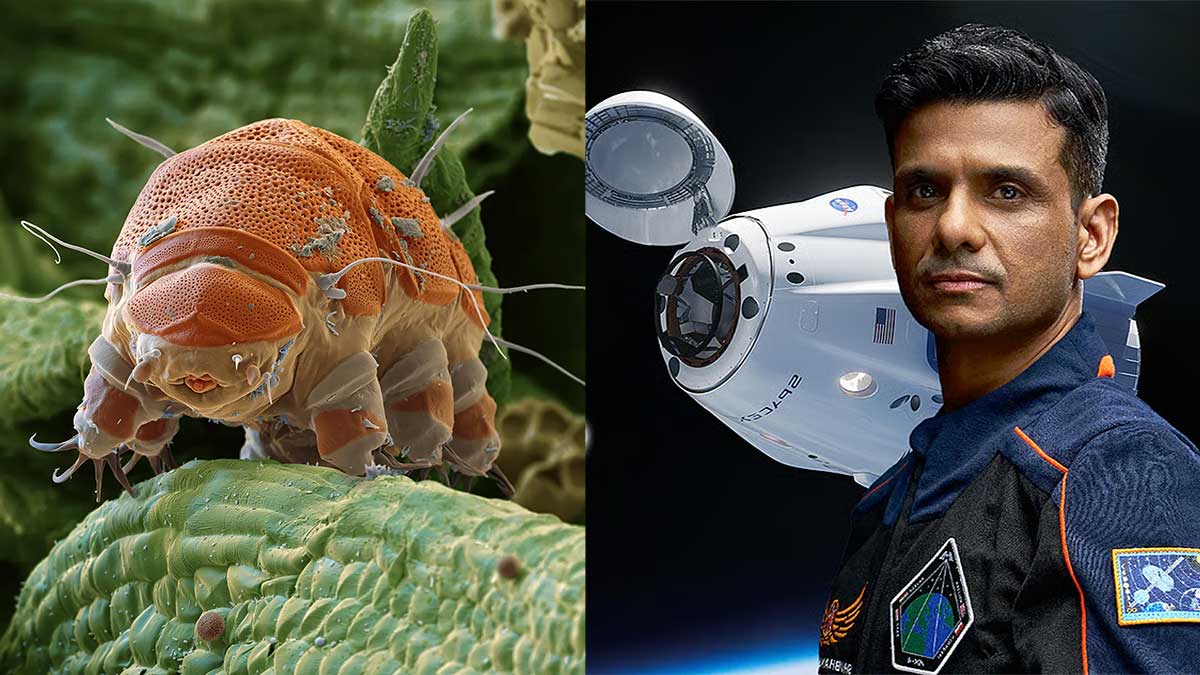 AX-4 Mission: शुभांशु शुक्ला के साथ स्पेस में क्यों जा रहा है टार्डिग्रेड? जानिए इस जीव की अनोखी क्षमता AX-4 Mission: शुभांशु शुक्ला के साथ स्पेस में क्यों जा रहा है टार्डिग्रेड? जानिए इस जीव की अनोखी क्षमता