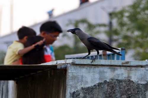 आत्महत्या करने वालों की जान बचाता है कौवा