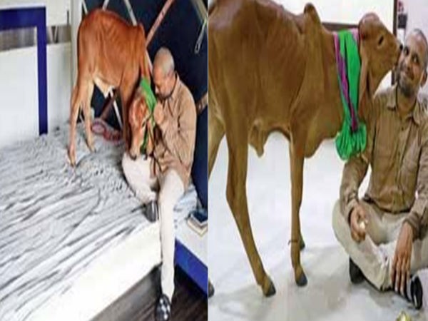 प्रेम हो तो विजय प्रसन्ना की तरह जो गाय की बछिया को अपनी बेटी बना लिया प्रेम हो तो विजय प्रसन्ना की तरह जो गाय की बछिया को अपनी बेटी बना लिया