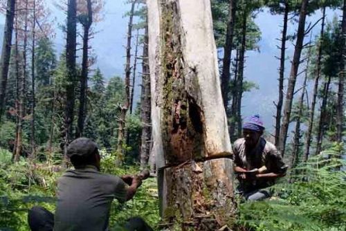 अब देवदार के पेड़ों पर चली आरी