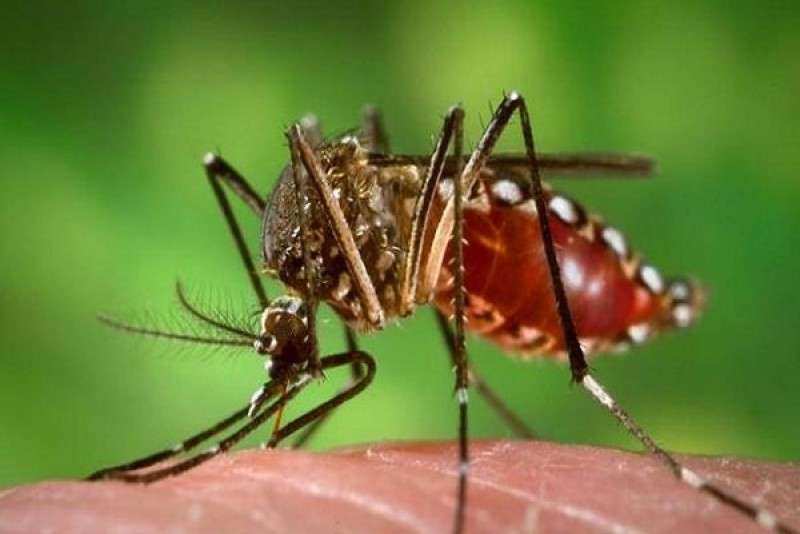 पिछले 4 वर्षों की तुलना में 2018 में कम लगा डेंगू का डंक पिछले 4 वर्षों की तुलना में 2018 में कम लगा डेंगू का डंक