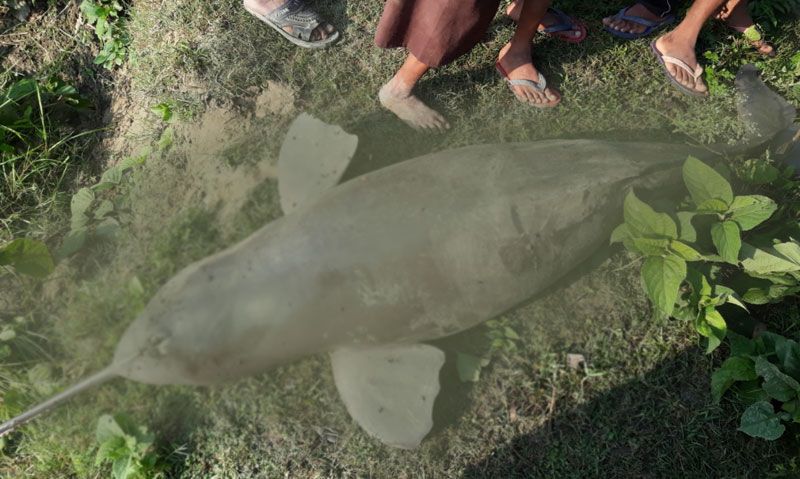 200 किलो से ज़्यादा वज़न की मारी डॉलफिन मिलने से मचा हड़कंप 200 किलो से ज़्यादा वज़न की मारी डॉलफिन मिलने से मचा हड़कंप