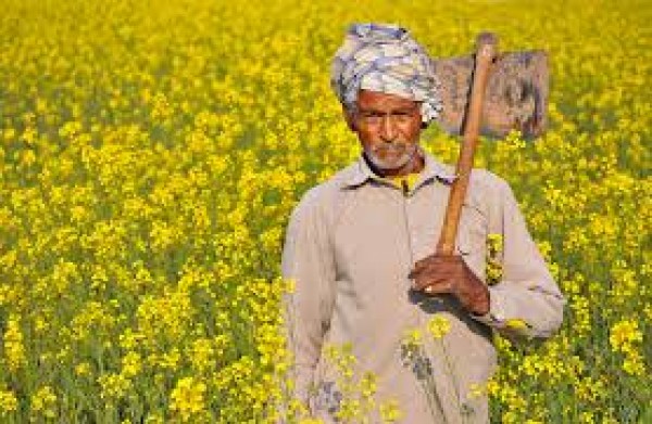 फसलों की सुरक्षा करती है ये चमत्कारी छतरी