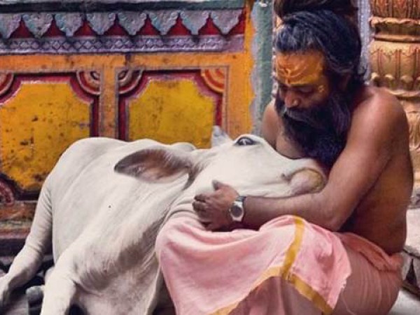 मां और भगवान का विकल्प है गाय : जस्टिस बी. शिवशंकर