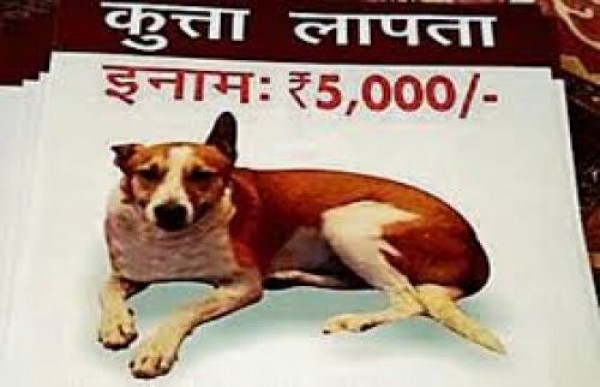 पालतू कुत्ते को चुराने के बाद पीट-पीटकर की हत्या फिर पकाकर खाया पालतू कुत्ते को चुराने के बाद पीट-पीटकर की हत्या फिर पकाकर खाया