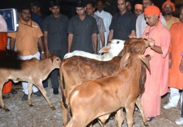 सीएम की आवाज भी पहचानती हैं गायें सीएम की आवाज भी पहचानती हैं गायें