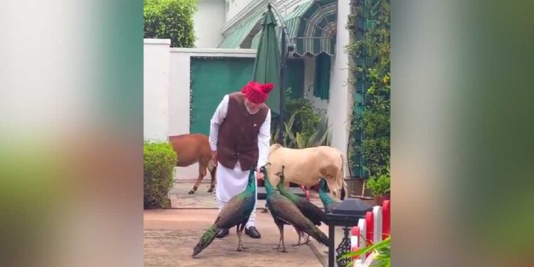 PM Modi Video: Independence Day पर PM मोदी का ये खास अंदाज हुआ Viral, मोरों और पुंगनूर गायों के साथ दिखा दिलचस्प नजारा